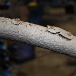 IMG_2986